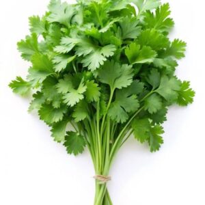 Coriander Seeds - F1 Hybrid