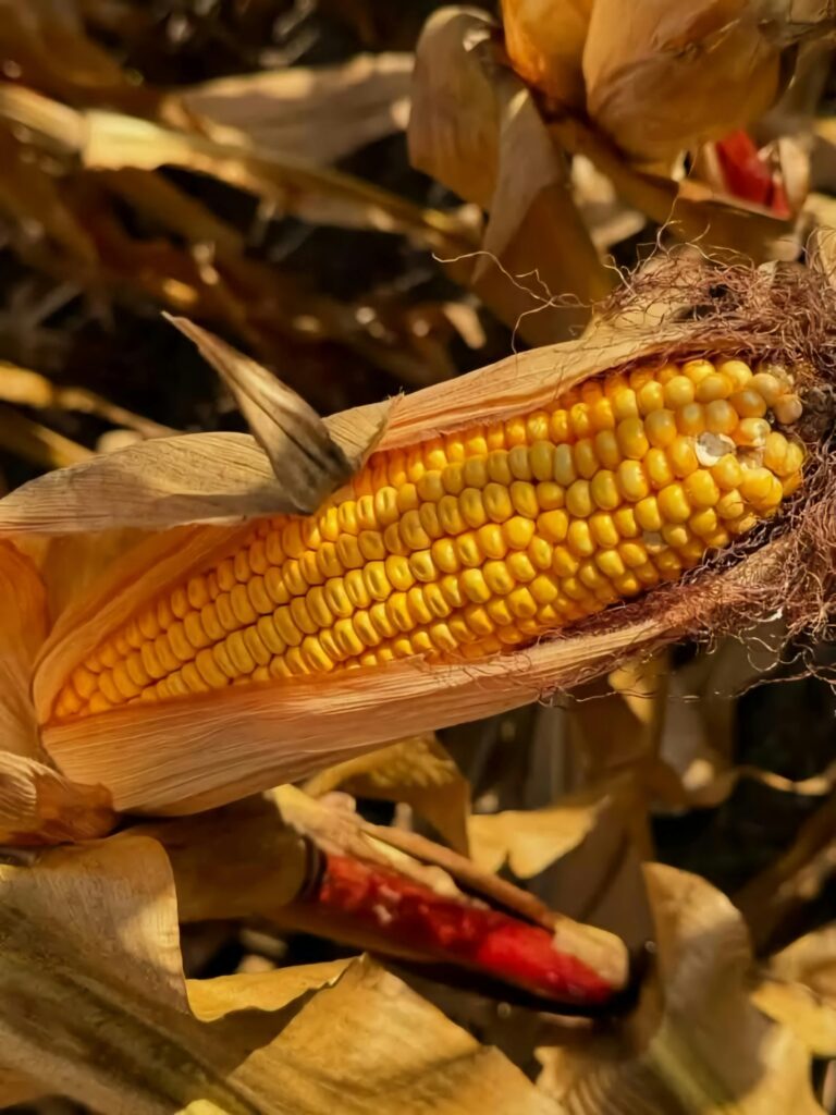 Detailed view of a ripe corn ear ready for harvest in a field.