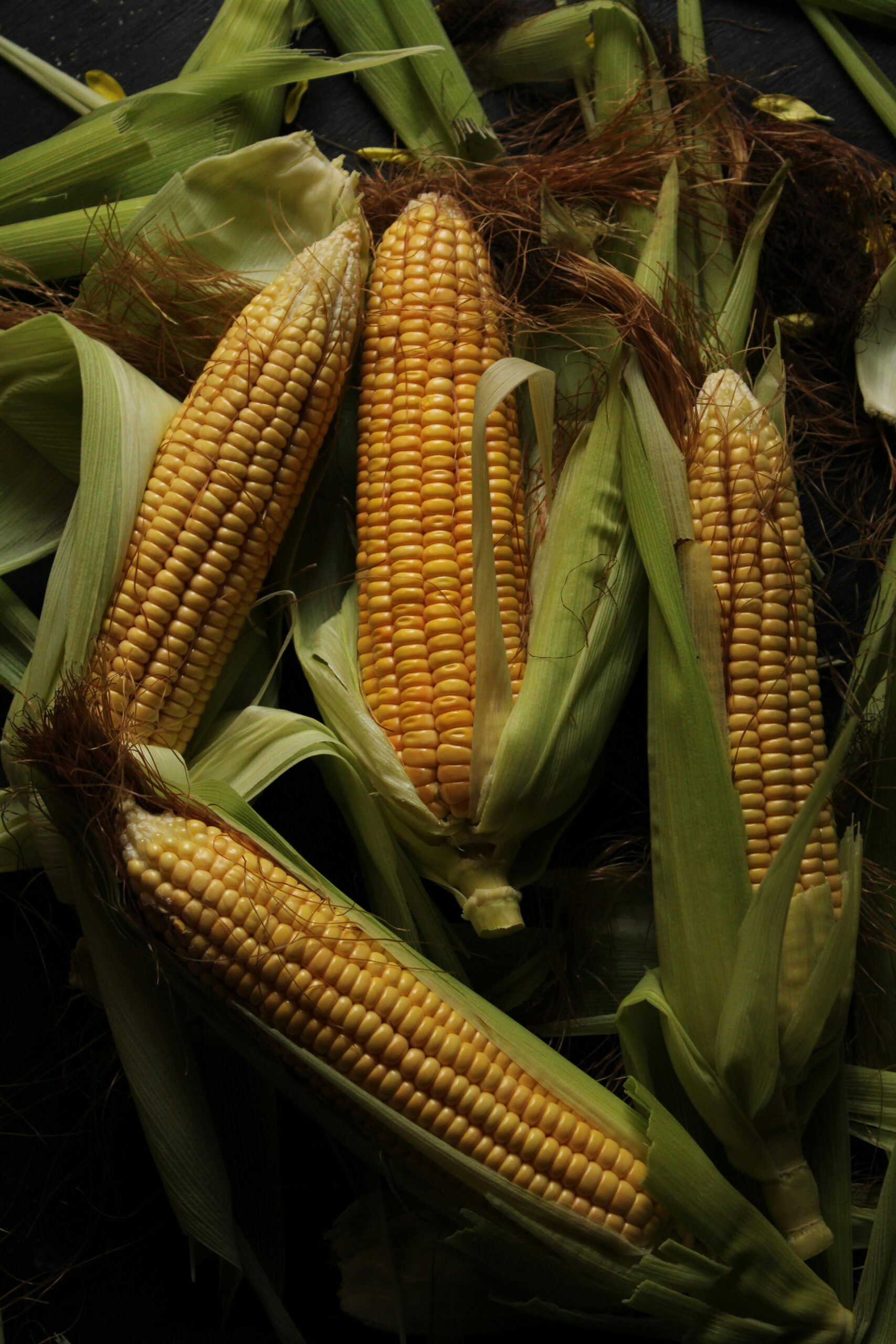 Vibrant corn cobs with husks on a dark backdrop, showcasing harvest freshness.